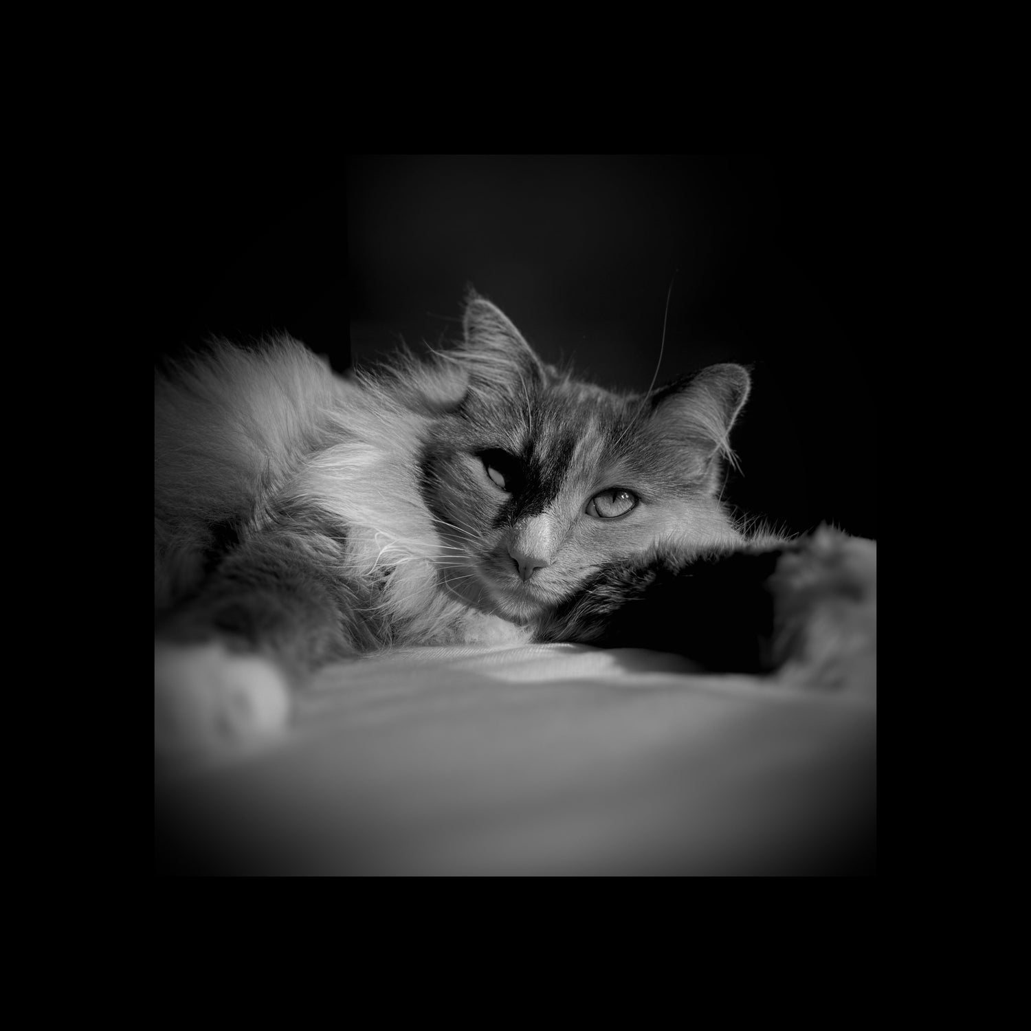 A calico cat and a second chance